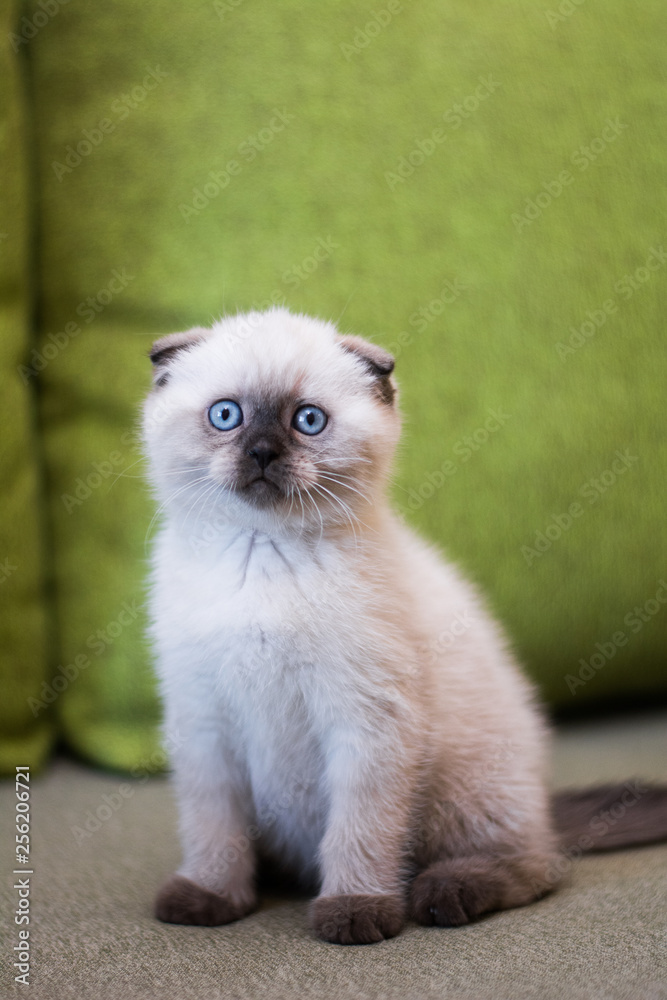 kitten scottish british meynkun munchkin silver golden green kitten scottish british meynkun munchkin silver golden green