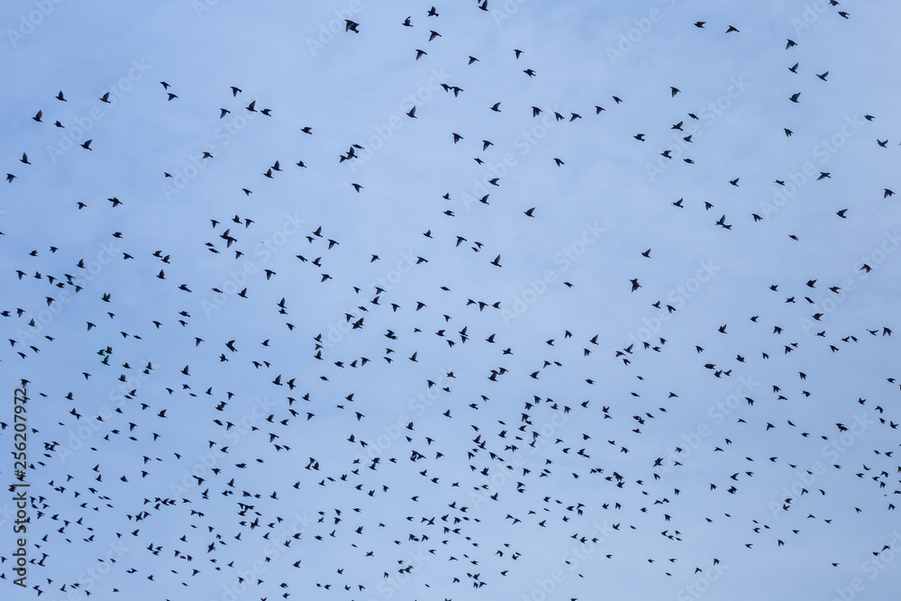 Flock of Common Starling (Sturnus vulgaris) flying with blue sky in background. Flock of Common Starling (Sturnus vulgaris) flying with blue sky in background.