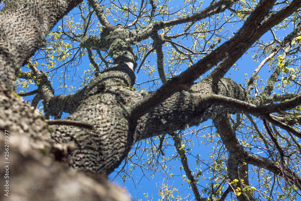 Obraz premium tree with spring leaves on blue sky background, bottom view
