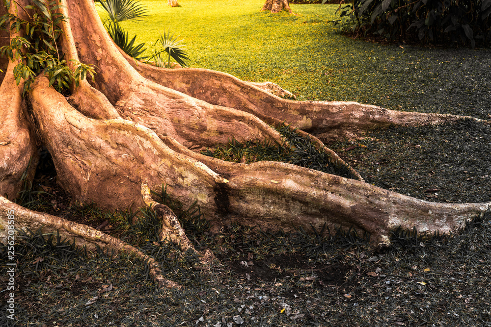 big tree roots and sunshine in a green park desaturated black and white big tree roots and sunshine in a green park desaturated black and white