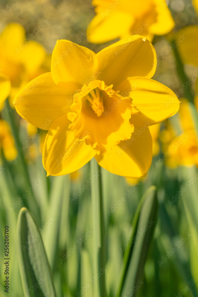 Gelbe Narzissen blühen im warmen Licht der Morgensonne. Schöne gelbe Narzissen, Gelbe Narzissen auf einer Wiese. Nahaufnahme von gelben Narzissen im Frühling. Gelbe Narzissen blühen im warmen Licht der Morgensonne. Schöne gelbe Narzissen, Gelbe Narzissen auf einer Wiese. Nahaufnahme von gelben Narzissen im Frühling.