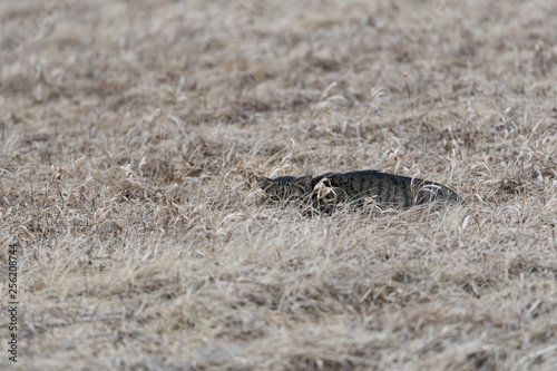 tabby cat hiding in a field
