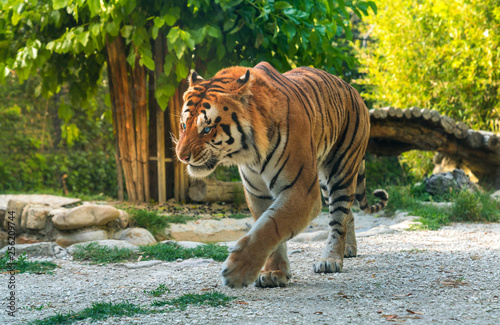 tiger  Panthera tigris  walking in a zoo with an angry expression