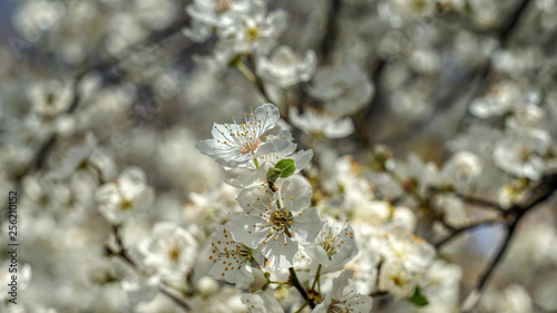 Flowering tree in the spring © stanslavov