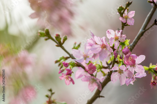 cherry blossom © Porco Photo