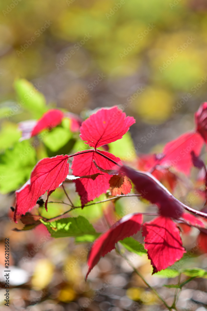 red autumn leaves in sun light