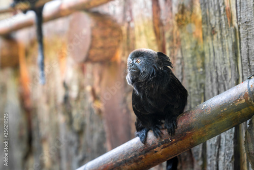 cute little monkey Goeldi's Marmoset (Callimico goeldii) in a zoo