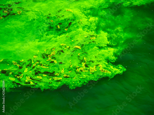 Close up photograph of the Chicago River as clouds of the bright green dye spread and mix throughout the water on St. Patrick s Day holiday during annual celebrations and festivities in downtown.