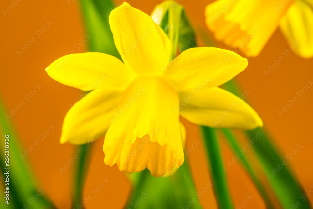 Obraz premium daffodil flowers in spring in Germany