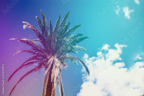 Green palm trees against the blue sky. Tourist mood, travel, paradise © romankrykh