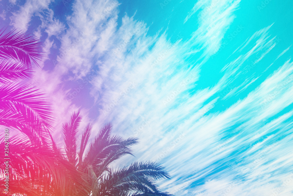 Green branches of a palm tree on a background blue sky with clouds