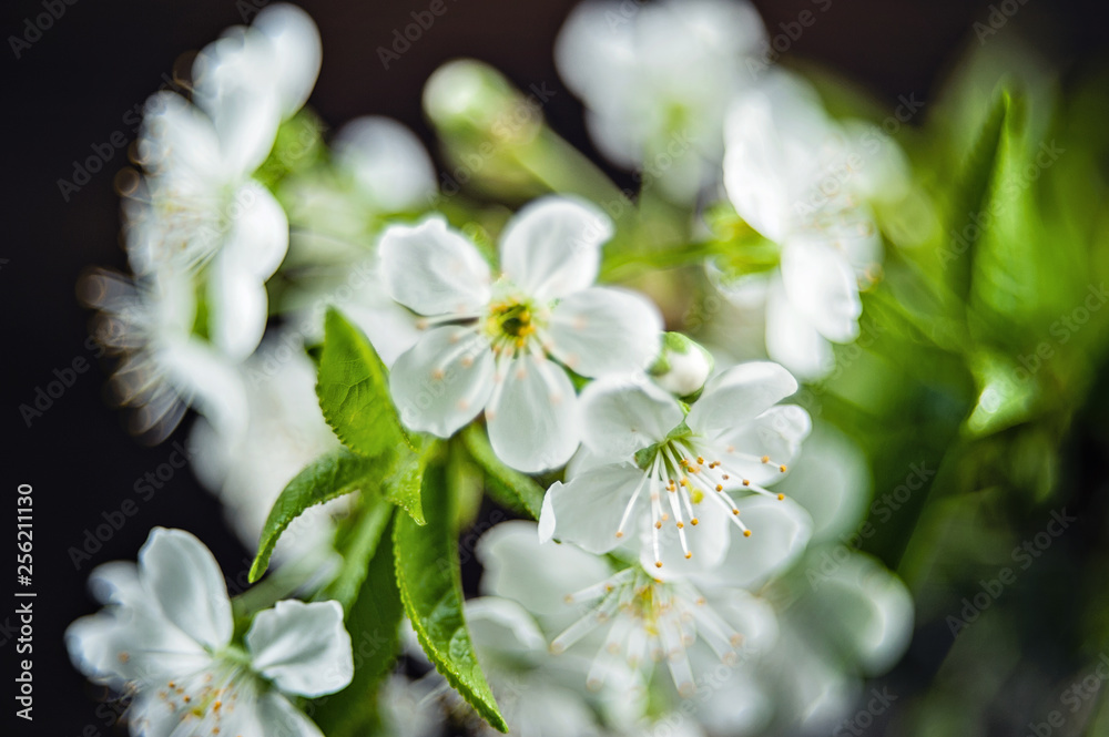 Spring blossom, selective focus, shallow DOF, bokeh background, pastel and soft card.