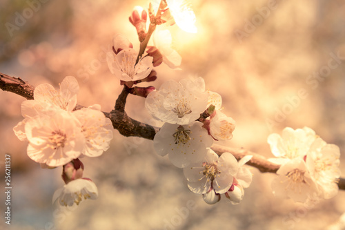 Blooming flowers apricot br...