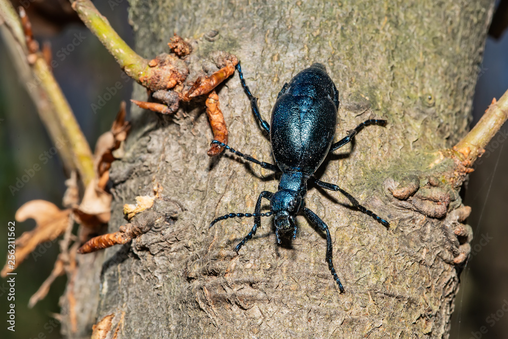 Fototapeta premium Black oil beetle, Meloe proscarabaeus, quite a purple one.