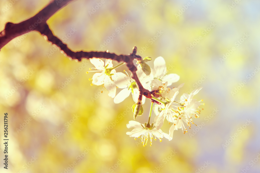 White cherry blossoms in spring sun with sky background White cherry blossoms in spring sun with sky background