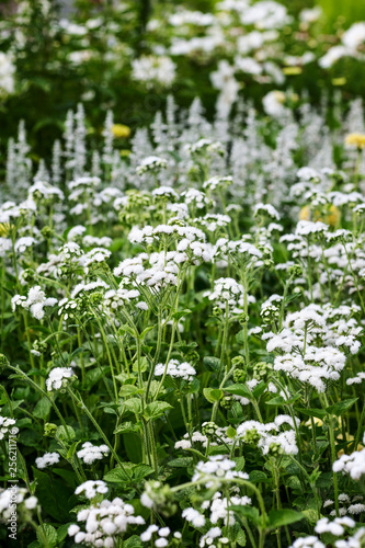 Summer flower bed with white floss flowers