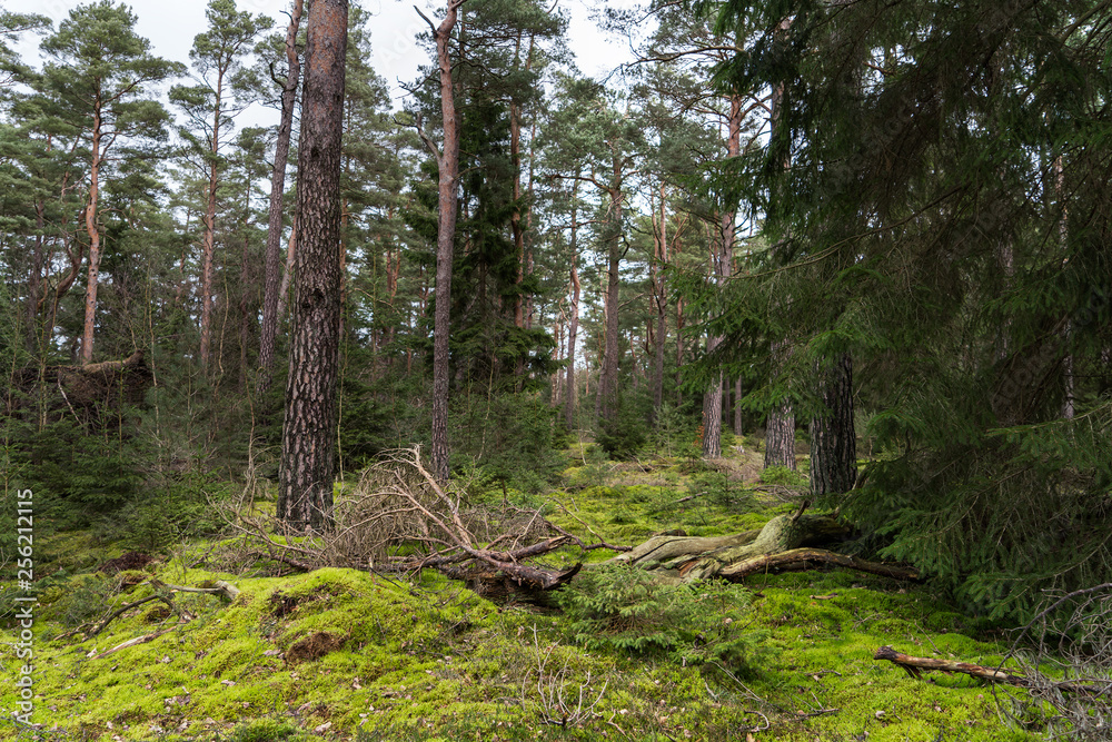 Spruce and pine tree forest landscape with moss covered floor Spruce and pine tree forest landscape with moss covered floor