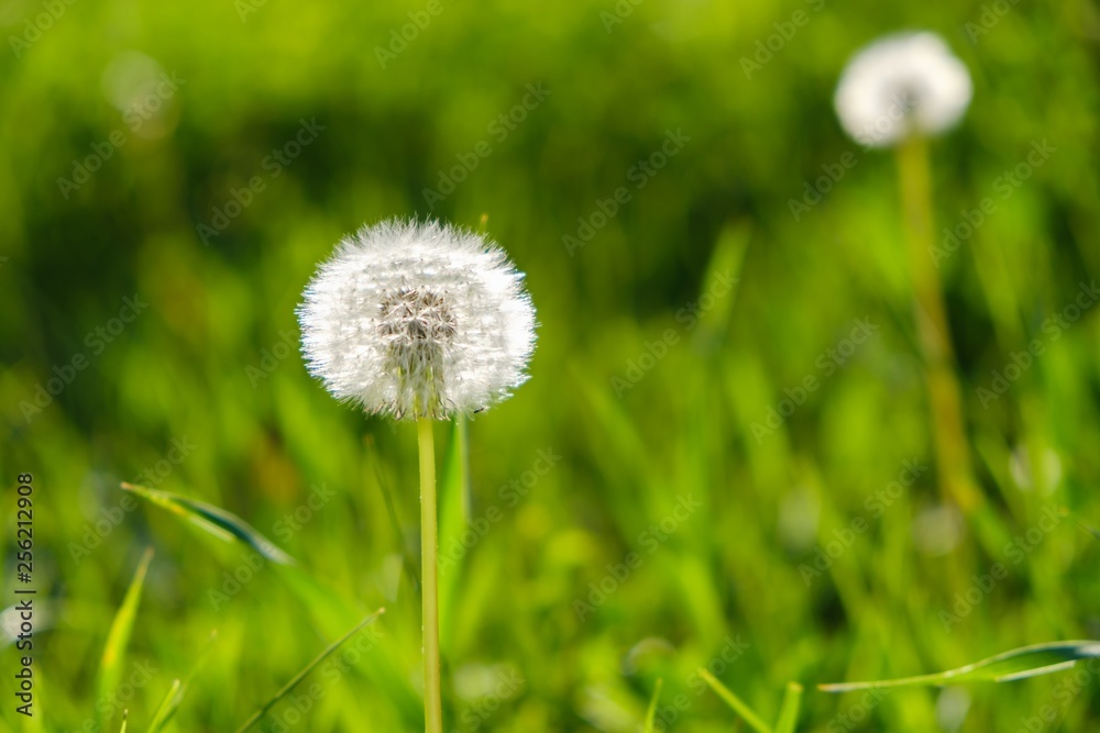 field background blossom floral dandelion. summer.