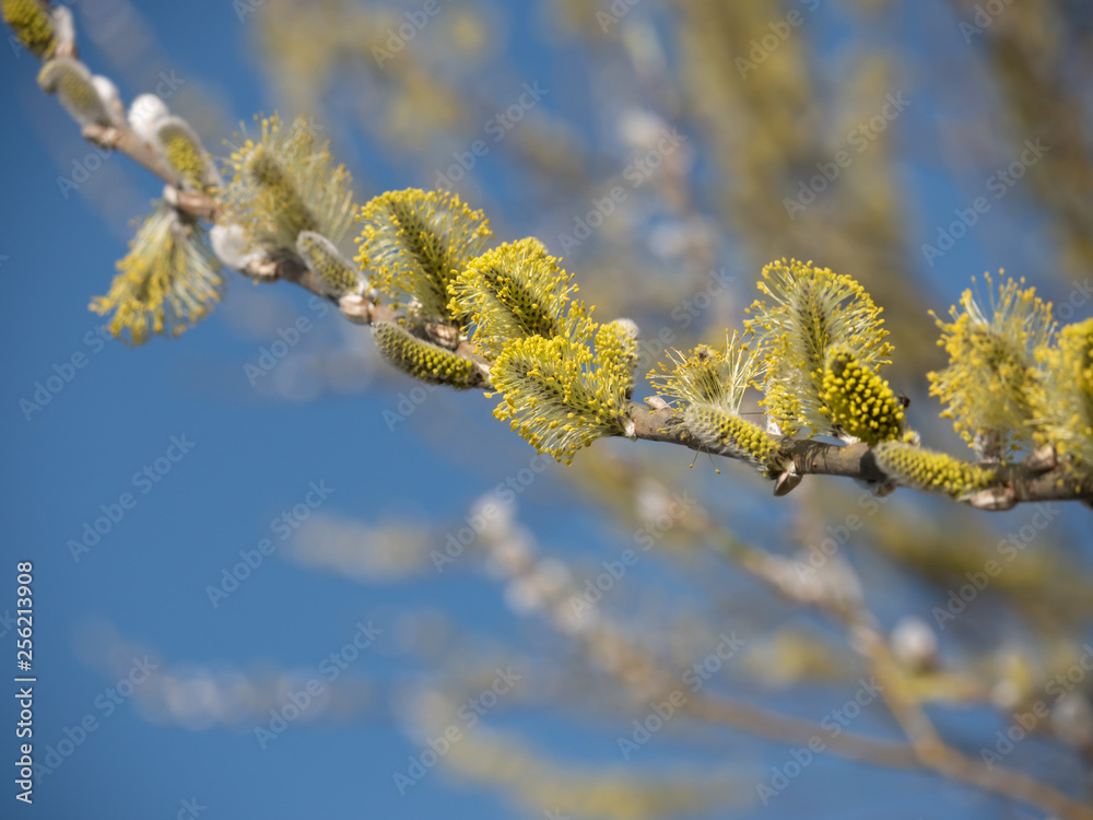 Aufblühen Knospen Zweig im Frühling Makro Aufblühen Knospen Zweig im Frühling Makro