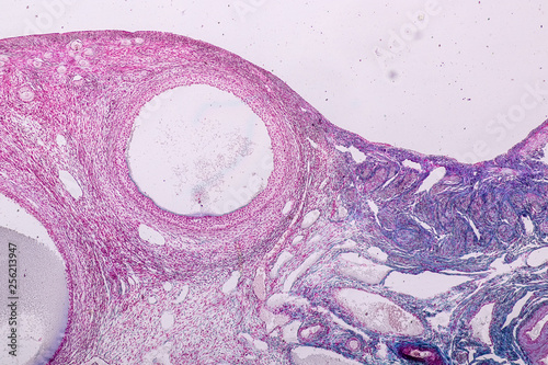 Education anatomy and Histological sample Ovary of rabbit Tissue under the microscope. photo