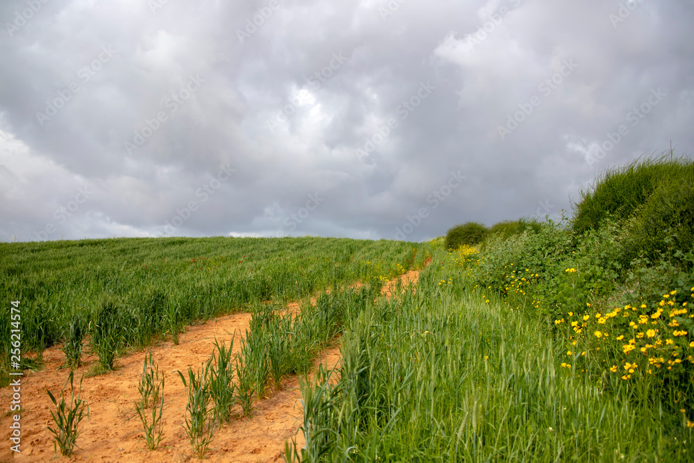 A field of green wheat against the backdrop of a stormy sky. Sideways yellow flowers and bushes.