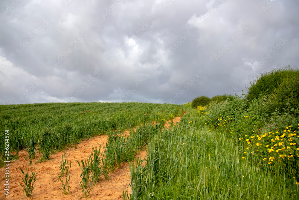 Obraz premium A field of green wheat against the backdrop of a stormy sky. Sideways yellow flowers and bushes.