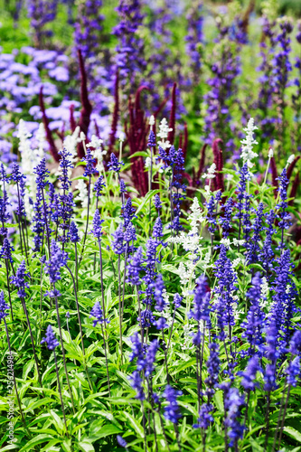 Summer flower bed with sage flowers