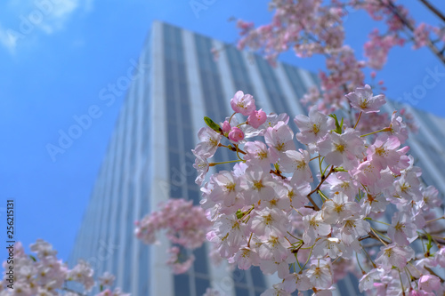 Canvas Print cherry blossom and blue sky