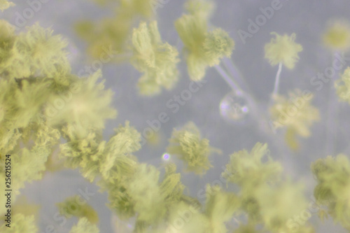 Close up of Aspergillus oryzae is a filamentous fungus  or mold that is used in food production  such as in soybean fermentation for education in laboratory. soft focus and have Grain Noise 