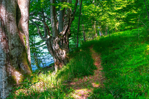 green forest path near a lake, spring landscape photo