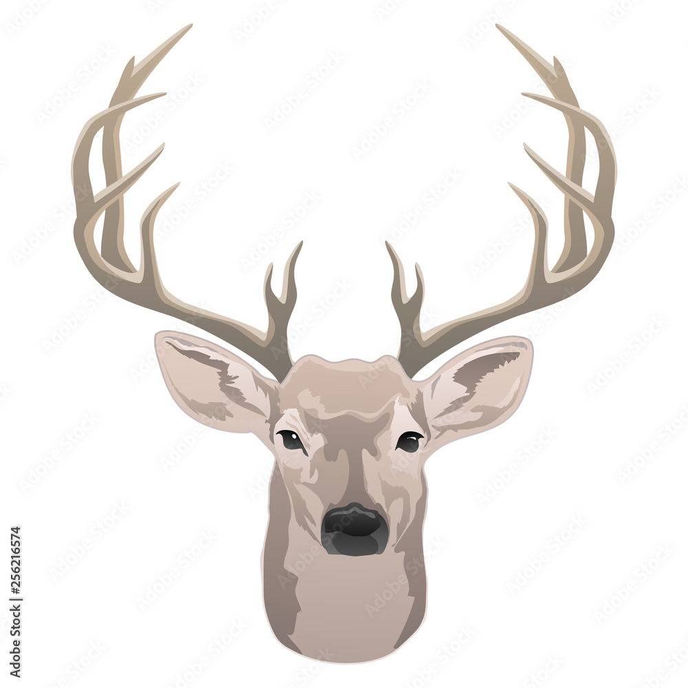Naklejka premium Głowa jelenia, piękny samiec z ilustracji wektorowych kolor na białym tle poroża