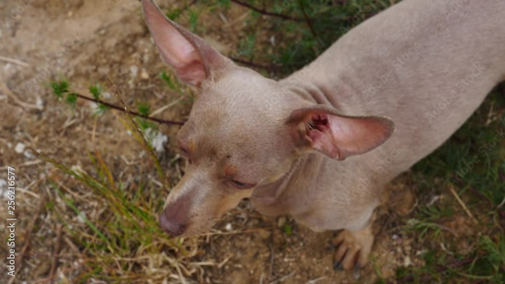 Little pinscher ratter small dog outdoor, slow motion Little pinscher ratter small dog outdoor, slow motion