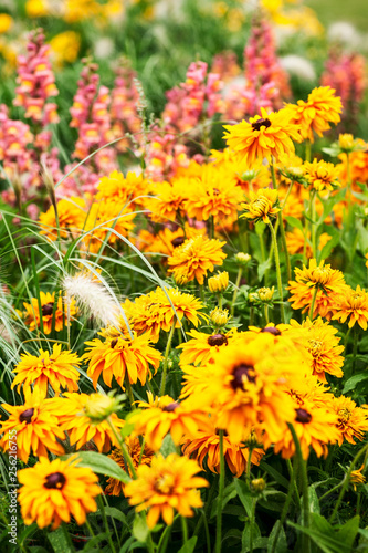 Summer flower bed with marigold flowers