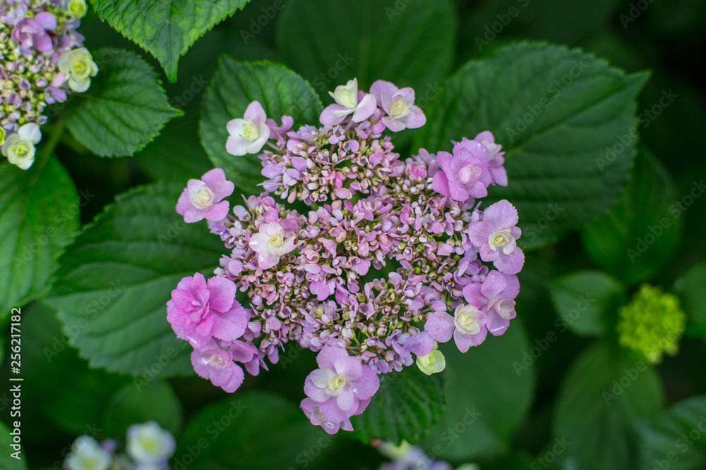 blue flowers in the garden, hydrangea, ajisai blue flowers in the garden, hydrangea, ajisai