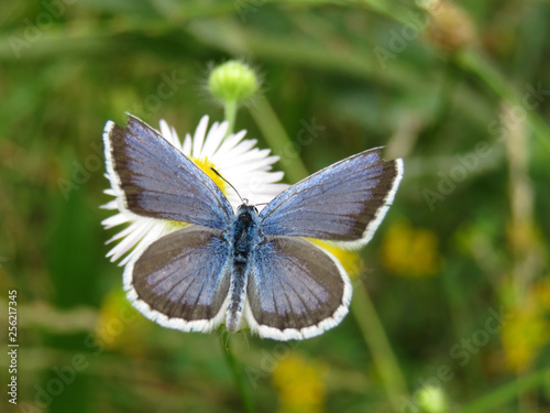Common Blue butterfly sitting on chamomile flower close up. Polyommatus icarus on a spring meadow with wildflowers, beauty of nature