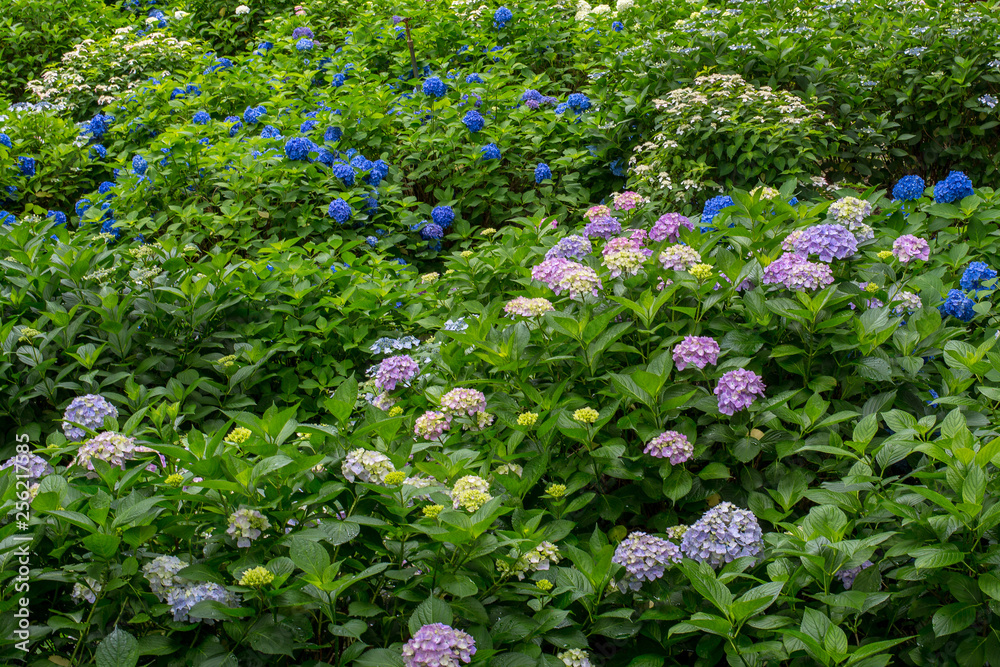 purple flowers in the garden, hydrangea, ajisai purple flowers in the garden, hydrangea, ajisai