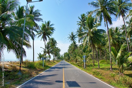 Fototapeta Naklejka Na Ścianę i Meble -  Beach road surrounded by coconut trees. Tarmac road near by tropical beach