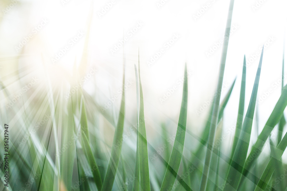 Soft focus natural green grass background. Green grass meadow in sunny morning - obrazy, fototapety, plakaty 