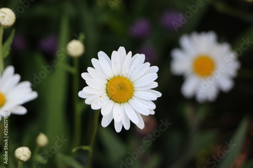 blooming Daisy.  blooming Bud of chamomile.