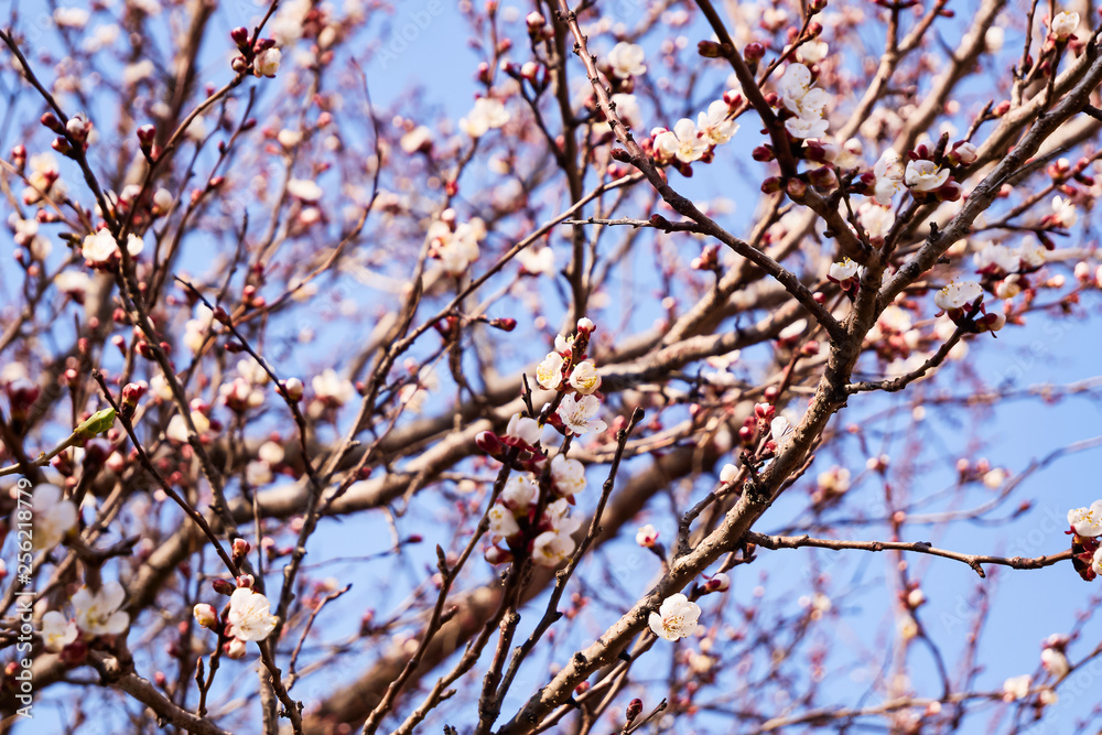 Blossom tree over nature background/ Spring flowers/Spring Background Blossom tree over nature background/ Spring flowers/Spring Background
