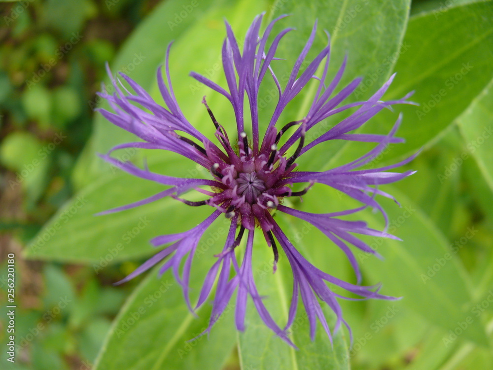 Obraz premium Lila Blume 2