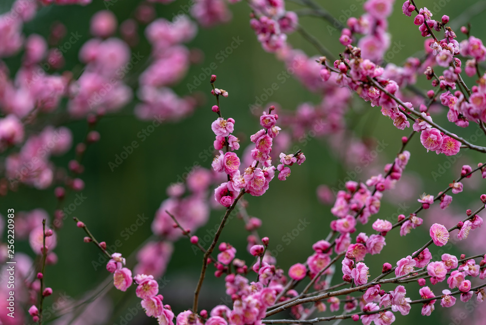 Fototapeta premium Pink plum blossom, Japanese apricot, Ume