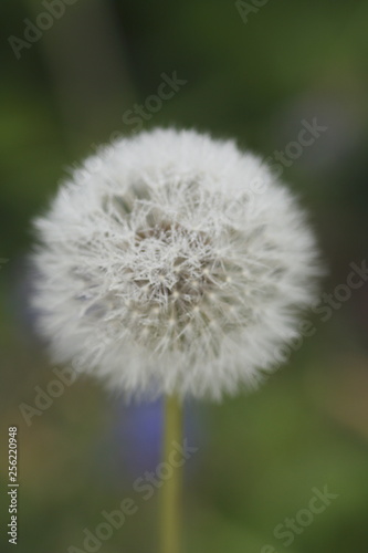 Pusteblume