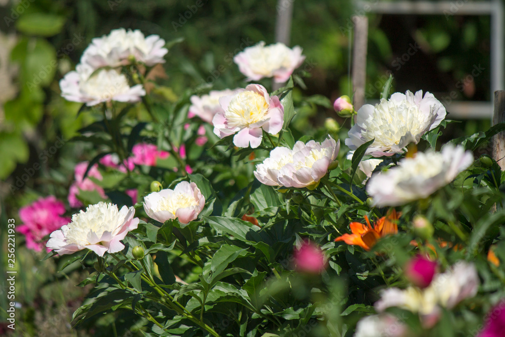 beautiful white and pink peonies in the garden on a sunny day beautiful white and pink peonies in the garden on a sunny day