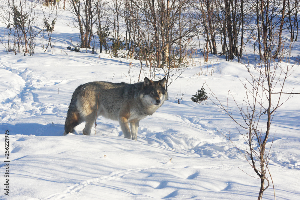 Fototapeta premium Norwegian Wolf