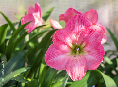 Pink and white amaryllis - horizontal