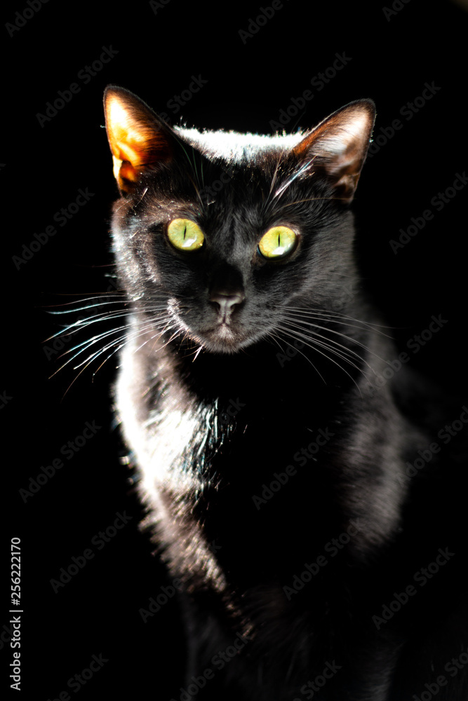 Pet concept Portrait of emotional of Black cat on black background Pet concept Portrait of emotional of Black cat on black background