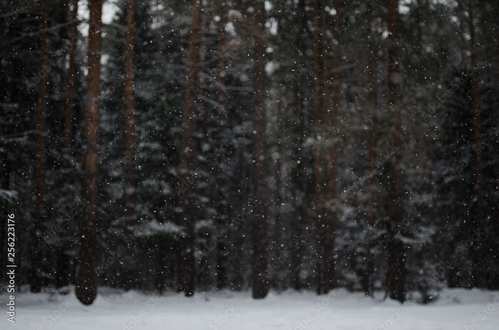 forest in winter forest in winter