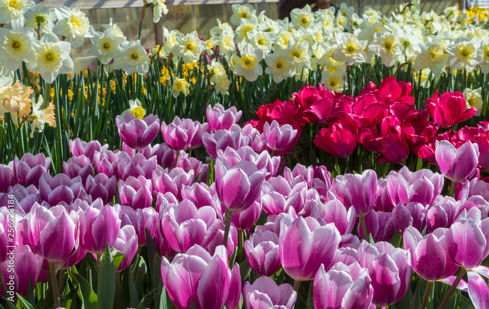 Fototapeta premium Purple and red tulips with white and yellow daffodils in the background