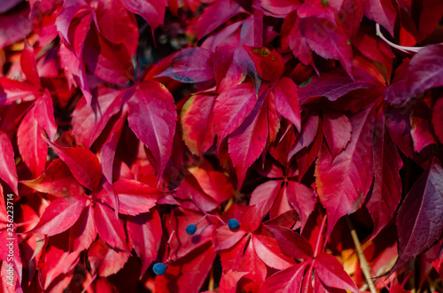 Fall red leafs climb a multi stored building fasade  omitting windows. Seasonal Autumn background. Papingo village  Zagorochoria  Greece